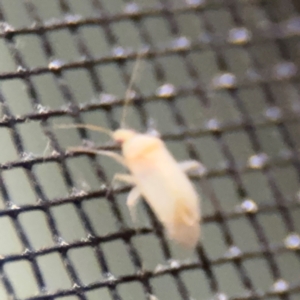 Hemiptera (order) at Surf Beach, NSW - 6 Sep 2024 11:05 PM