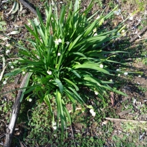 Leucojum aestivum at Cooma, NSW - 7 Sep 2024