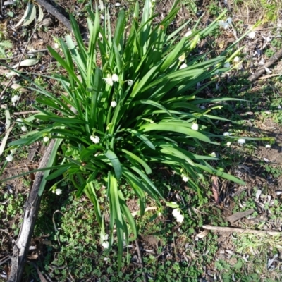 Leucojum aestivum (Summer Snowflake or Snowbell) at Cooma, NSW - 7 Sep 2024 by mahargiani