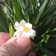 Leucojum aestivum at Cooma, NSW - 7 Sep 2024