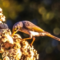 Manorina flavigula (Yellow-throated Miner) at Mount Isa, QLD - 12 Jul 2024 by Petesteamer