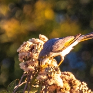 Manorina flavigula at Mount Isa, QLD - 12 Jul 2024 05:53 PM