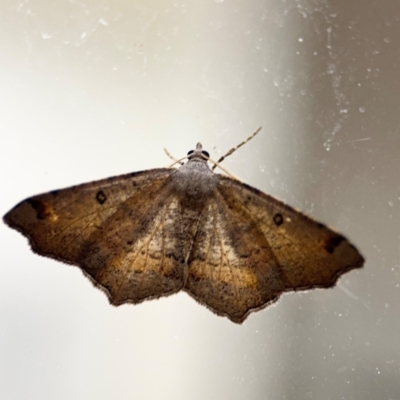 Dissomorphia australiaria (Dashed Geometrid, Ennominae) at Surf Beach, NSW - 6 Sep 2024 by Hejor1