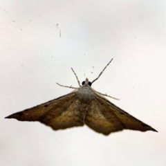 Dissomorphia australiaria at Surf Beach, NSW - 6 Sep 2024