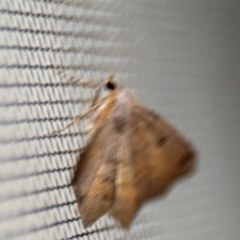 Dissomorphia australiaria at Surf Beach, NSW - 6 Sep 2024 10:59 PM