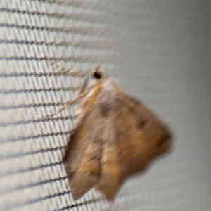 Dissomorphia australiaria at Surf Beach, NSW - 6 Sep 2024 10:59 PM