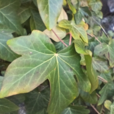 Hedera helix at Cooma, NSW - 7 Sep 2024 by mahargiani