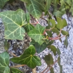 Hedera hibernica at Cooma, NSW - 7 Sep 2024 02:42 PM