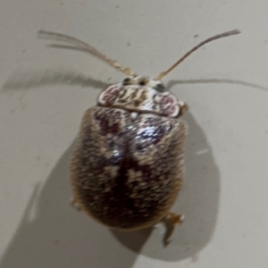 Paropsini sp. (tribe) at Surf Beach, NSW - 6 Sep 2024 10:57 PM