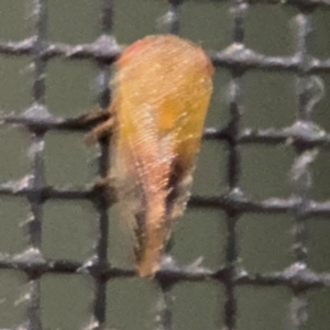 Chaetophyes compacta at Surf Beach, NSW - 6 Sep 2024