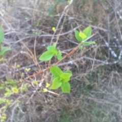 Lonicera japonica (Japanese Honeysuckle) at Cooma, NSW - 7 Sep 2024 by mahargiani