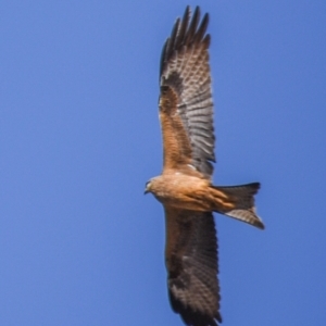 Milvus migrans at Mount Isa City, QLD - 12 Jul 2024 10:54 AM