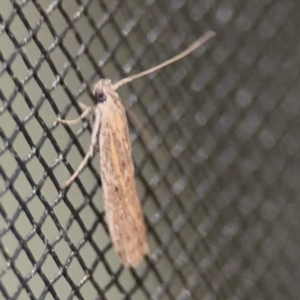 Gelechiidae (family) at Surf Beach, NSW - 6 Sep 2024