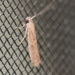 Gelechiidae (family) at Surf Beach, NSW - 6 Sep 2024