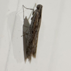 Gelechiidae (family) at Surf Beach, NSW - 6 Sep 2024