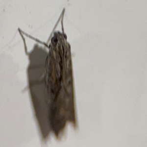 Gelechiidae (family) at Surf Beach, NSW - 6 Sep 2024