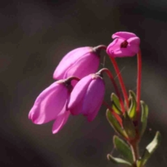 Tetratheca bauerifolia (Heath Pink-bells) at Bango, NSW - 6 Sep 2024 by ConBoekel