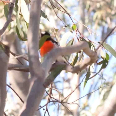 Petroica boodang (Scarlet Robin) at Bango, NSW - 6 Sep 2024 by ConBoekel