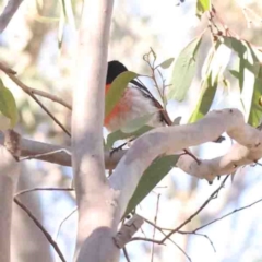 Petroica boodang at Bango, NSW - 6 Sep 2024