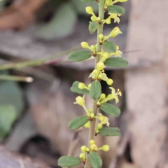 Phyllanthus occidentalis (Thyme Spurge) at Bango, NSW - 6 Sep 2024 by ConBoekel