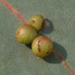 Chalcidoidea (superfamily) (A gall wasp or Chalcid wasp) at Bango, NSW - 6 Sep 2024 by ConBoekel