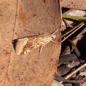 Hellula hydralis at Bango, NSW - 6 Sep 2024