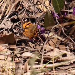 Vanessa kershawi (Australian Painted Lady) at Bango, NSW - 6 Sep 2024 by ConBoekel