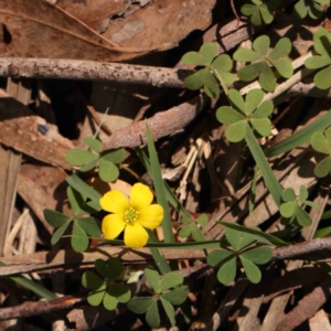 Oxalis sp. at Jerrawa, NSW - 6 Sep 2024 11:34 AM