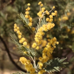 Acacia dealbata subsp. dealbata (Silver Wattle) at Jerrawa, NSW - 6 Sep 2024 by ConBoekel