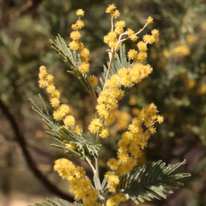 Acacia dealbata subsp. dealbata at Jerrawa, NSW - 6 Sep 2024