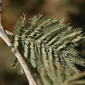 Acacia dealbata subsp. dealbata at Jerrawa, NSW - 6 Sep 2024