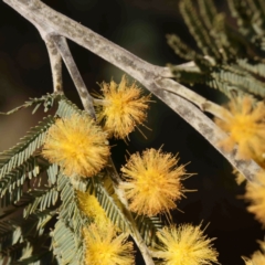 Acacia dealbata subsp. dealbata at Jerrawa, NSW - 6 Sep 2024