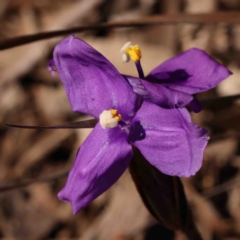 Patersonia sericea (silky purple-flag) at Jerrawa, NSW - 6 Sep 2024 by ConBoekel