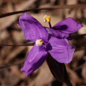 Patersonia sericea at Jerrawa, NSW - 6 Sep 2024 11:48 AM