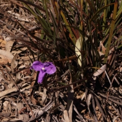 Patersonia sericea at Jerrawa, NSW - 6 Sep 2024 11:48 AM