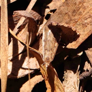 Achyra affinitalis at Jerrawa, NSW - 6 Sep 2024