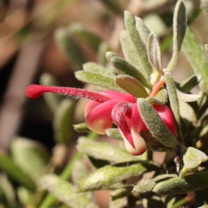 Grevillea lanigera at Bango, NSW - 6 Sep 2024