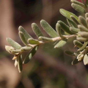 Grevillea lanigera at Bango, NSW - 6 Sep 2024