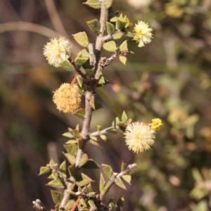 Acacia gunnii at Manton, NSW - 6 Sep 2024