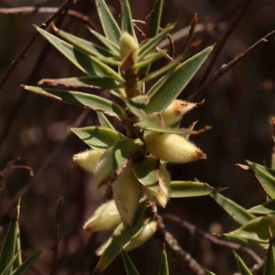 Melichrus urceolatus (Urn Heath) at Bango, NSW - 6 Sep 2024 by ConBoekel