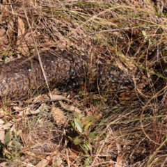 Tiliqua rugosa (Shingleback Lizard) at Bango, NSW - 6 Sep 2024 by ConBoekel