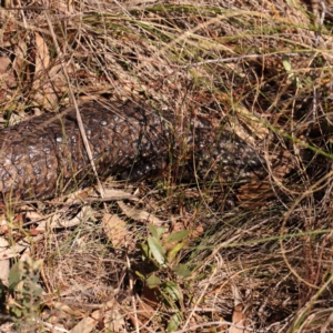 Tiliqua rugosa at Bango, NSW - 6 Sep 2024