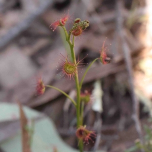 Drosera auriculata at Bango, NSW - 6 Sep 2024 12:43 PM