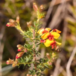 Dillwynia phylicoides at Jerrawa, NSW - 6 Sep 2024