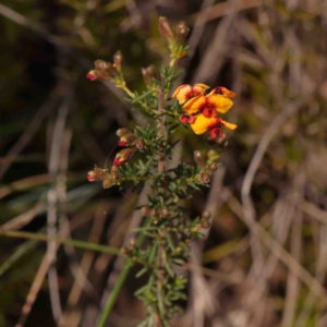 Dillwynia phylicoides at Jerrawa, NSW - 6 Sep 2024