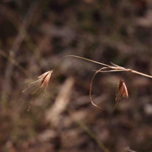 Themeda triandra at Jerrawa, NSW - 6 Sep 2024