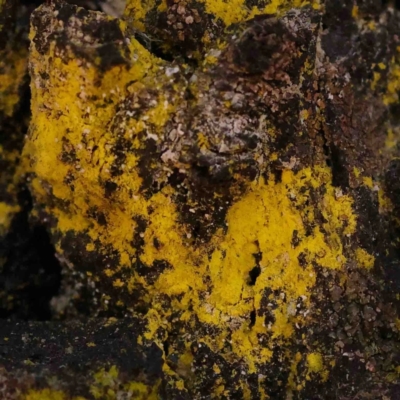 Unverified Lichen at Jerrawa, NSW - 6 Sep 2024 by ConBoekel