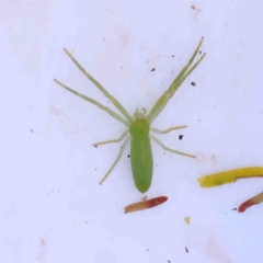 Hedana valida (A crab spider) at Jerrawa, NSW - 6 Sep 2024 by ConBoekel