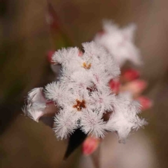 Leucopogon virgatus (Common Beard-heath) at Jerrawa, NSW - 6 Sep 2024 by ConBoekel