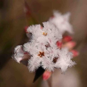 Leucopogon virgatus at Jerrawa, NSW - 6 Sep 2024 01:38 PM